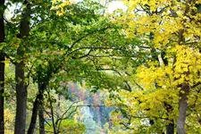 2013_1020Herbst0021 wald.webp