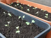 Pak Choi.webp
