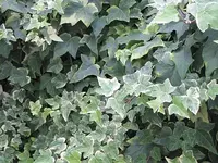 016.webp