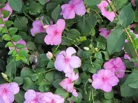 061.webp