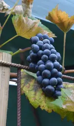 DSC_7288_Weintraube.webp
