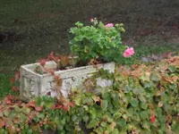 SAM_2354.webp