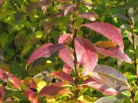 Bild 1847.webp