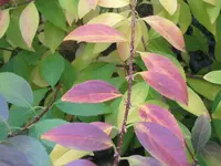 Bild 2127.webp