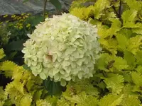 Bilda 0168.webp