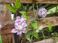 CIMG3030.webp