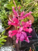 CIMG2827.webp