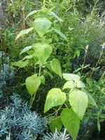 CIMG2829.webp