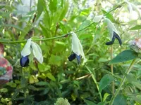 CIMG2967.webp