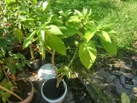 CIMG2927.webp
