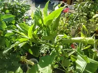 CIMG2931.webp
