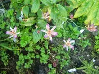 CIMG2853.webp