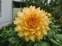CIMG3032.webp