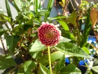 CIMG2919.webp