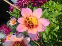 CIMG2817.webp