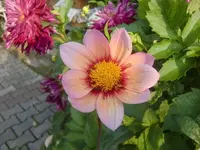 CIMG2819.webp