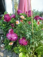 CIMG2872.webp