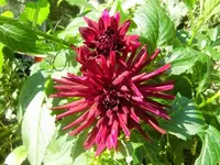 CIMG2922.webp