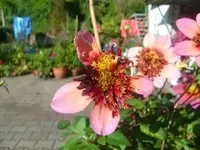 CIMG2984.webp