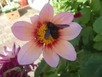 CIMG2987.webp