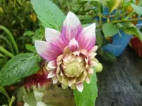 CIMG3034.webp