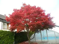 SAM_1706.webp