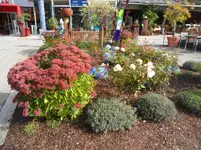 SAM_1709.webp