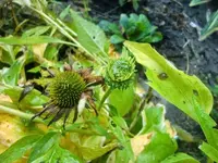 CIMG2850.webp
