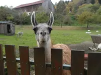 SAM_1753.webp