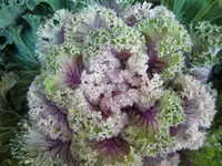 CIMG2977.webp