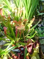 CIMG2972.webp