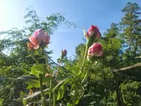 CIMG2915.webp