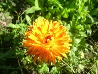 CIMG2883.webp