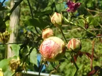 CIMG2874.webp