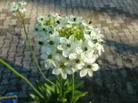 CIMG2868.webp