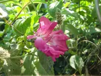 CIMG2880.webp