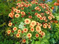 CIMG2839.webp