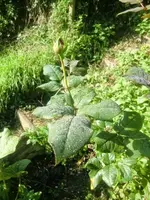 CIMG2875.webp