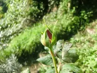 CIMG2877.webp
