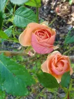 CIMG2948.webp
