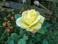 CIMG2953.webp