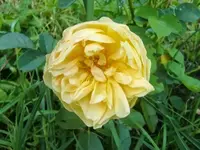 CIMG2956.webp