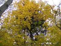 Herbstlicher Baum im Harz.webp