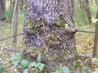 Seil im Baum.webp