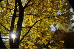 DSC_0534.JPG