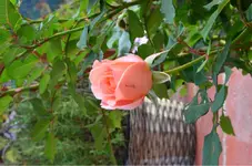 DSC_0551.webp
