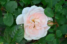 DSC_0553.webp