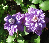 beauty of Worchester erste blüte.webp