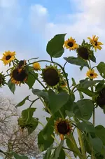 DSC_7328_Sonnenblume.webp