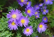 DSC_7349_Herbstaster.webp